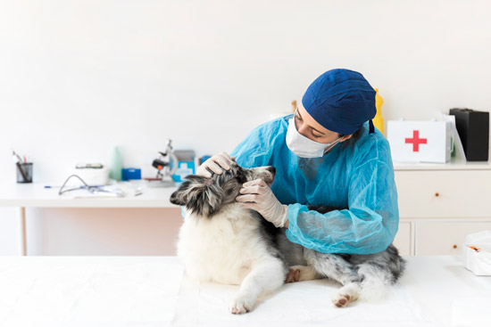 dct-pet-care-2