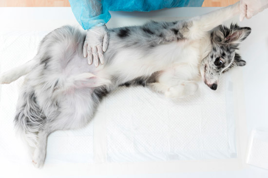 dct-pet-care-3