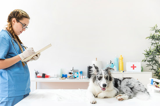 dct-pet-care-4