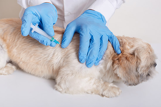 dct-pet-care-5