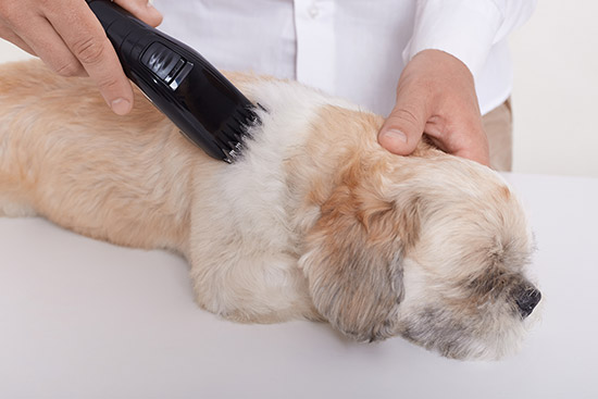 dct-pet-care-6