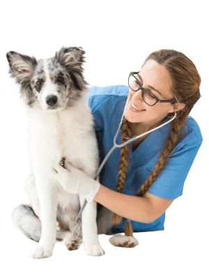 dct-pet-care-9