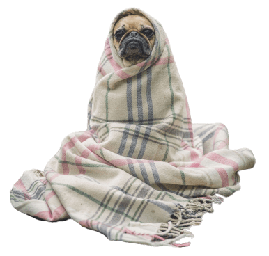 pet_care_21
