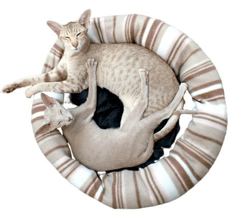 pet_care_24