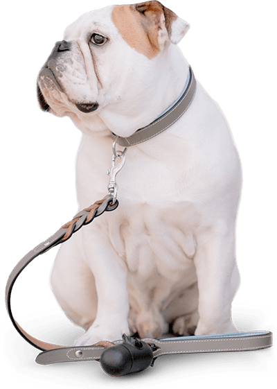 pet_care_9