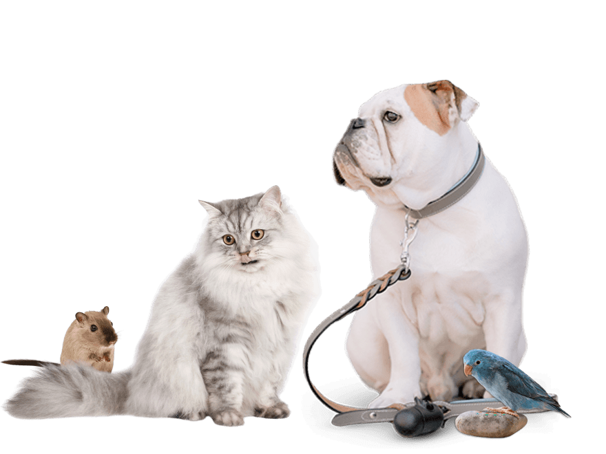 pets-care