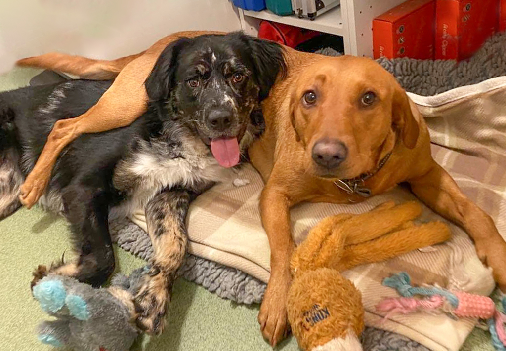 Barley & Coops