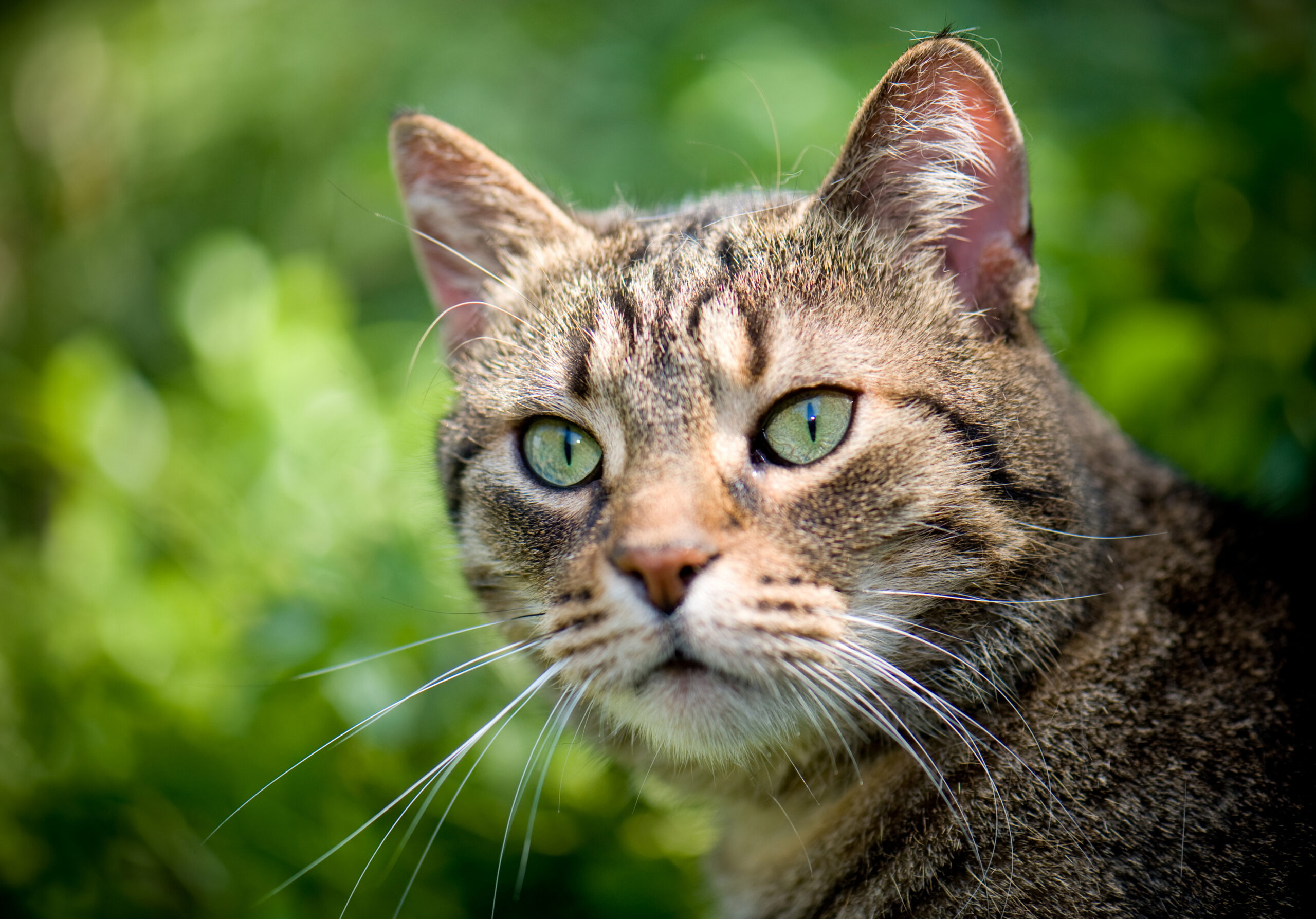 cat_vacc_1